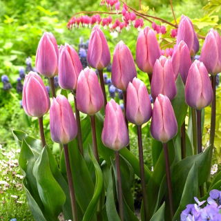 Tulipan Light And Dreamy - duża paczka! - 50 szt.