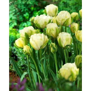 Tulipan Maureen Double - duża paczka! - 50 szt.