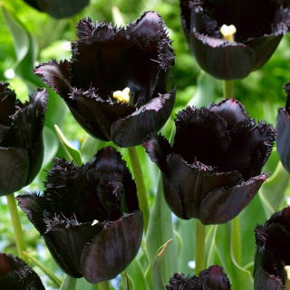 Tulipan Fringed Black - duża paczka! - 50 szt.