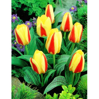 Tulipan Gluck - duża paczka! - 50 szt.