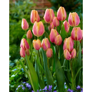Tulipan Dragon King - duża paczka! - 50 szt.