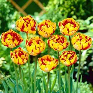 Tulipan Golden Nizza - duża paczka! - 50 szt.