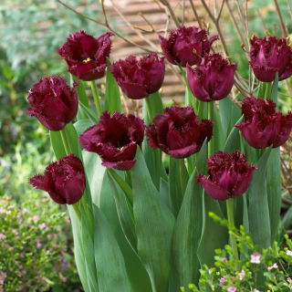 Tulipan Gorilla - duża paczka! - 50 szt.