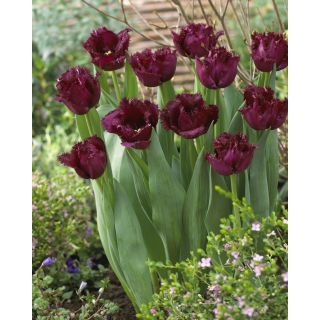 Tulipan Gorilla - duża paczka! - 50 szt.