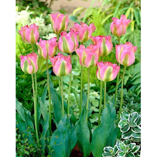 Tulipan Groenland - duża paczka! - 50 szt.