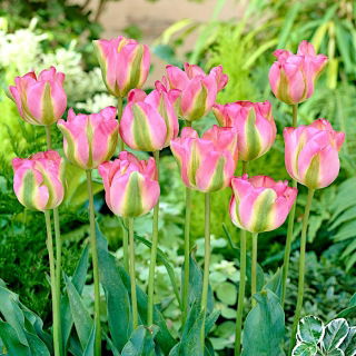 Tulipan Groenland - duża paczka! - 50 szt.