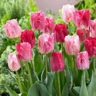 Tulipan Hemisphere - duża paczka! - 50 szt.