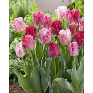 Tulipan Hemisphere - duża paczka! - 50 szt.