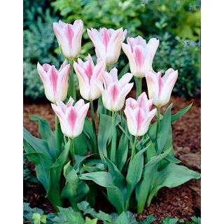 Tulipan Holland Chic - duża paczka! - 50 szt.