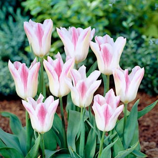 Tulipan Holland Chic - duża paczka! - 50 szt.
