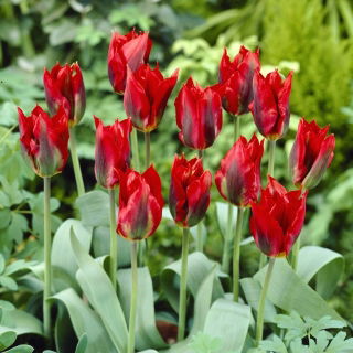 Tulipan Hollywood - duża paczka! - 50 szt.