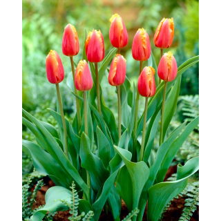 Tulipan Lambada - duża paczka! - 50 szt.