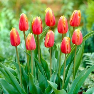 Tulipan Lambada - duża paczka! - 50 szt.