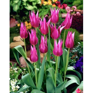 Tulipan Maytime - duża paczka! - 50 szt.