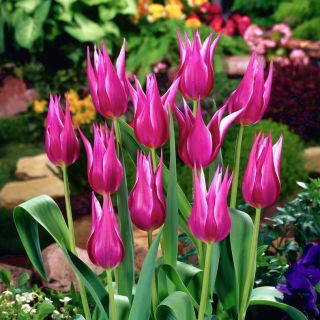 Tulipan Maytime - duża paczka! - 50 szt.