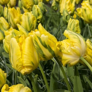 Tulipan Golden Glasnost - duża paczka! - 50 szt.
