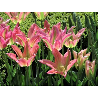Tulipan Florosa - duża paczka! - 50 szt.