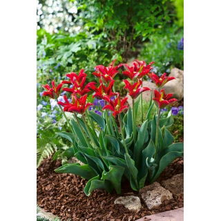 Tulipan Eye Catcher - duża paczka! - 50 szt.