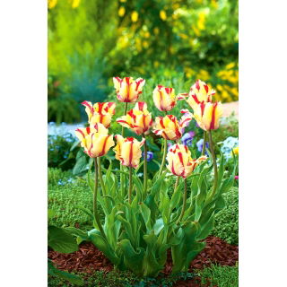 Tulipan Flaming Parrot - duża paczka! - 50 szt.