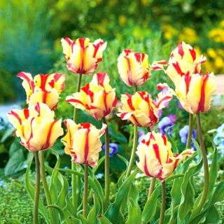 Tulipan Flaming Parrot - duża paczka! - 50 szt.
