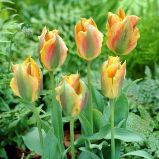 Tulipan Golden Artist - duża paczka! - 50 szt.