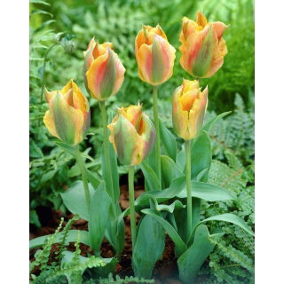 Tulipan Golden Artist - duża paczka! - 50 szt.