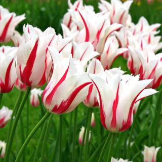 Tulipan Marilyn - duża paczka! - 50 szt.