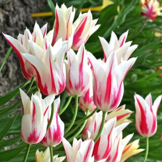 Tulipan Marilyn - duża paczka! - 50 szt.