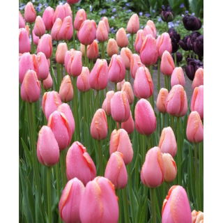 Tulipan Menton - duża paczka! - 50 szt.