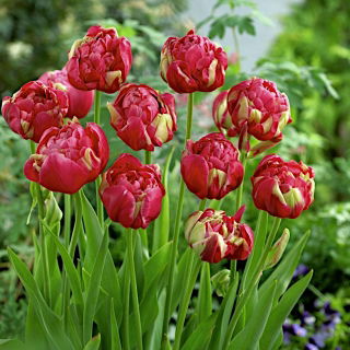 Tulipan lodowy - Renown Unique - duża paczka! - 50 szt.