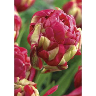 Tulipan lodowy - Renown Unique - duża paczka! - 50 szt.