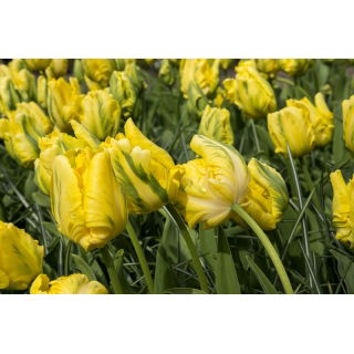 Tulipan Golden Glasnost - duża paczka! - 50 szt.