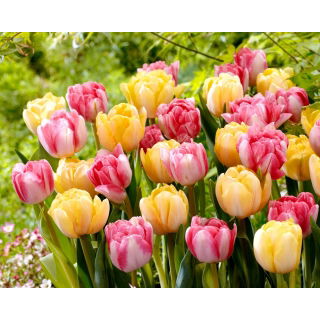 Tulipan Foxtrot + Foxy Foxtrot - zestaw 2 odmian - 50 szt.