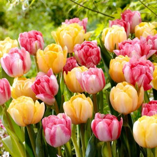 Tulipan Foxtrot + Foxy Foxtrot - zestaw 2 odmian - 50 szt.