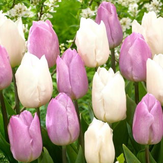 Tulipan Candy Prince + White Prince - zestaw 2 odmian - 50 szt.