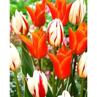 Tulipan Ballerina + Carnaval de Rio - zestaw 2 odmian - 50 szt.