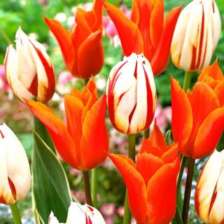 Tulipan Ballerina + Carnaval de Rio - zestaw 2 odmian - 50 szt.