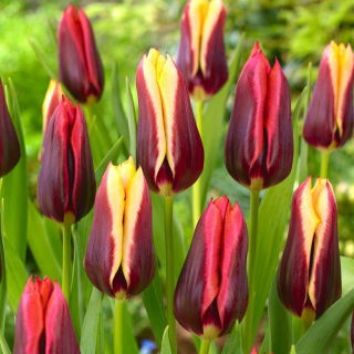 Tulipan Slava + Gavota - zestaw 2 odmian - 50 szt.