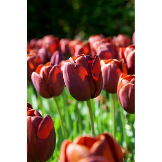 Tulipan Dom Pedro - duża paczka! - 50 szt.