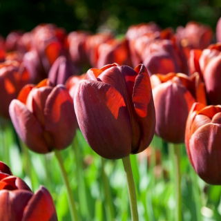 Tulipan Dom Pedro - duża paczka! - 50 szt.