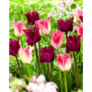 Tulipan Crown of Dynasty + Negrita Crown - zestaw 2 odmian - 50 szt.