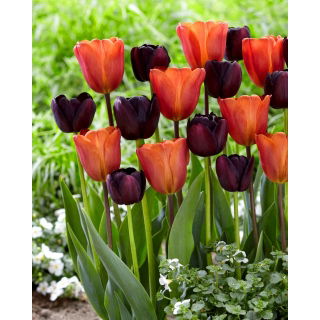 Tulipan Queen of Night + Annie Schilder - zestaw 2 odmian - 50 szt.