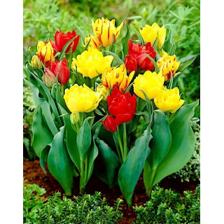 Tulipan Abba + Monte Carlo + Monsella - zestaw 3 odmian - 45 szt.