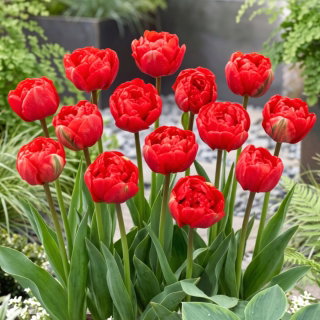 Tulipan Miranda - duża paczka! - 50 szt.