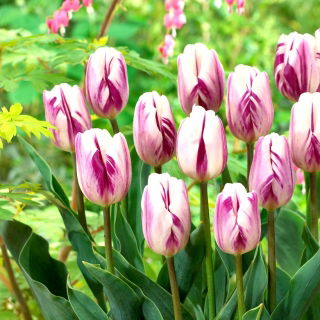 Tulipan Flaming Flag - GIGA paczka! - 250 szt.