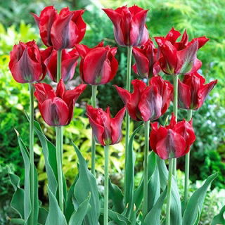 Tulipan Omnyacc - duża paczka! - 50 szt.