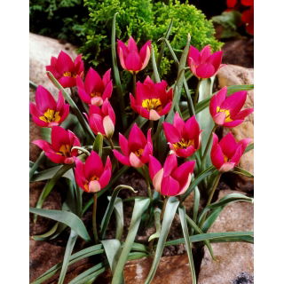 Tulipan Persian Pearl - duża paczka! - 50 szt.
