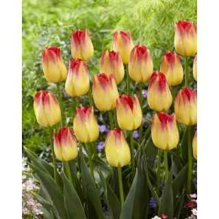 Tulipan Suncatcher - duża paczka! - 50 szt.