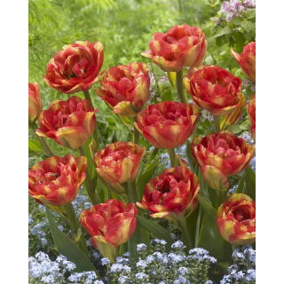 Tulipan Sundowner - duża paczka! - 50 szt.