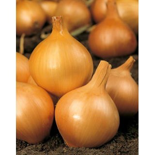 Cebula Wolska - NANO-GRO - 30% większe zbiory